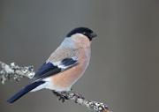 Gimpel - Eurasian Bullfinch (Pyrrhula pyrrhula)